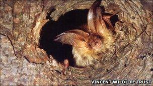 A brown long-eared bat