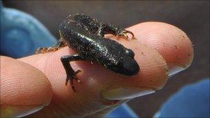 Juvenile great crested newt