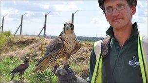 Peregrine falcon and Harris hawk