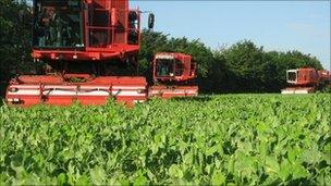 Pea harvest in North Lincolnshire