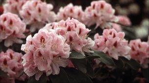 Rhododendron plants had begun the threaten wildlife on Brownsea Island