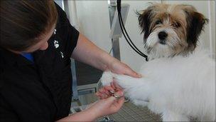 A dog has his nails cut at Otley College