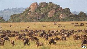 Wildebeest grazing