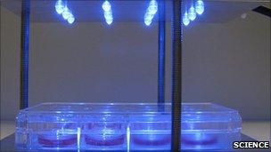 Cells getting light treatment (Image: Science)