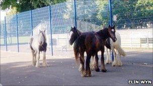 Horses (Photo courtesy Elin Wyn)