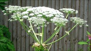 Giant hogweed