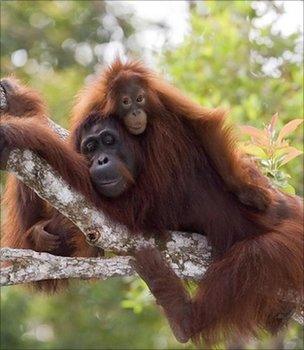 Orangutan and baby (Image: PA)