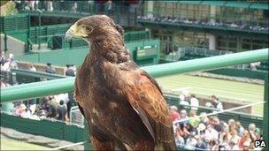 Rufus the American Harris Hawk