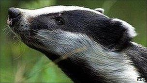 Badger