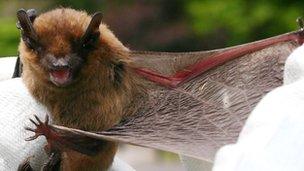 Pipistrelle bat