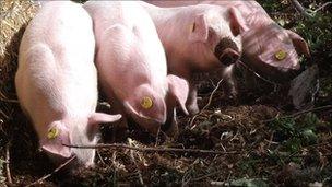 Pigs return to restore Leicestershire park