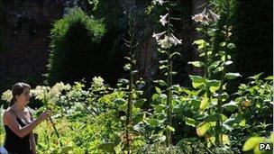 A visitor looks at the Himalayan Lilies at Alnwick Garden