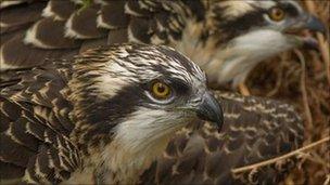 Osprey chicks