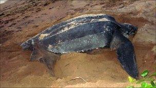 Sea turtle on Hattes beach at Awla-Yalimapo in the French overseas department of Guiana