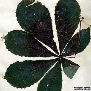 Horse chestnut leaf from Kew's herbarium (Image: David Lees)