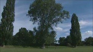 Tree in park