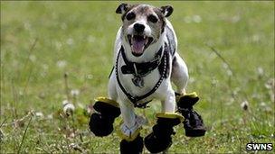 Jax Jack Russell Terrier