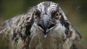 Osprey chick from 2010