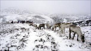 Reindeer in Cairngorms