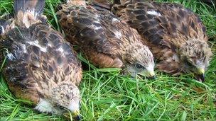 Red kite chick triplets