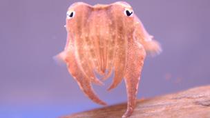 Baby cuttlefish at Blue Reef Aquarium