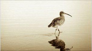 Curlew