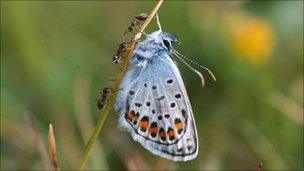 Silver studded blue butterfly