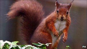 Red squirrel