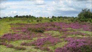 Prees Heath Common reserve