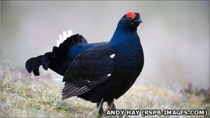 A black male black grouse