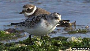 Sanderling on a Guernsey beach