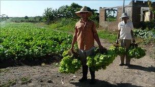 farmers in Cuba harvesting lettuce - file photo