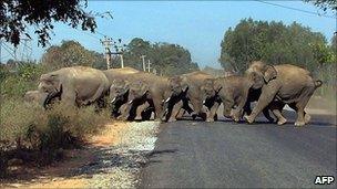 Elephants in India