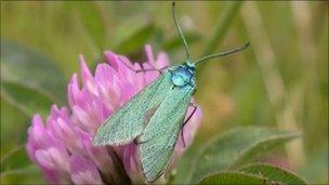 A forester moth. By Dave Wainwright from Butterfly Conservation