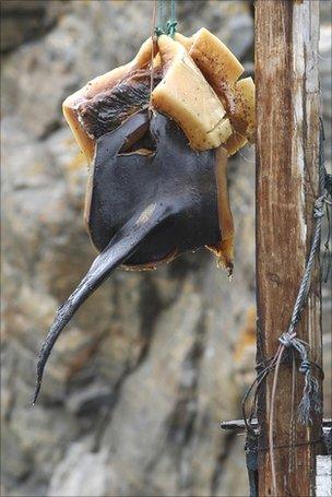 Whale fin hanging to dry