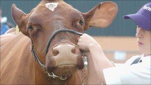 Pembrokeshire Show