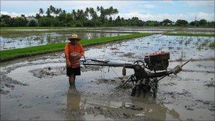 Rice fields