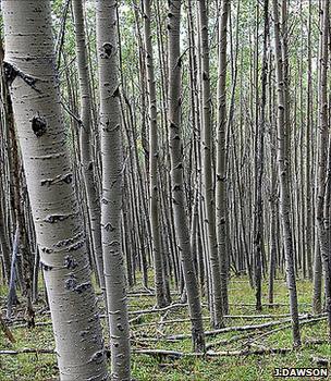 Aspen woodland (Image courtesy of Justin Dawson/Flickr)