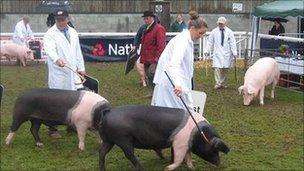 Royal Welsh show