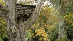 The old tree house at Plas Newydd