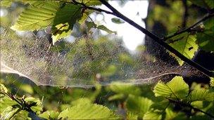 Web on a hornbeam tree (Image: BBC)