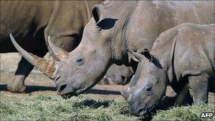 Rhinos in South Africa