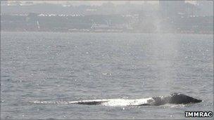 Gray whale sighted off Herzliya Marina