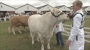 Cattle contest at the Great Yorkshire Show