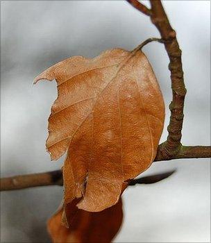 Beech leaf (Image: BBC)