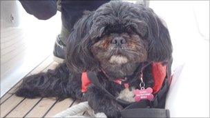 Domino the dog on a boat to Plymouth