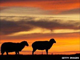 Sheep and a red sky