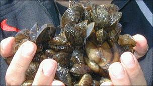 Zebra mussels