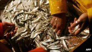 Spanish trawler crew sorting anchovies - file pic