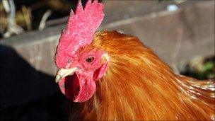 Cockerel